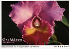 Orchideen