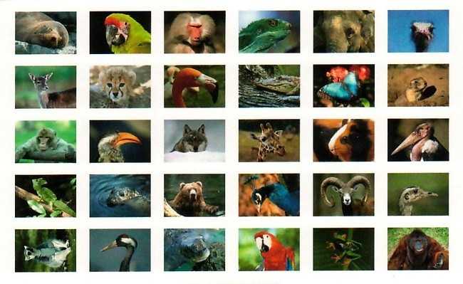 Postkartenbuch Tierportraits