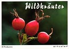 Wildkräuter